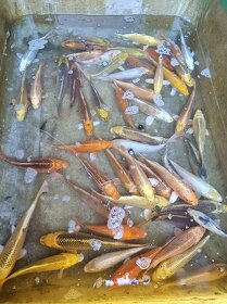 prodám okrasné ryby KOI, schubunkin - 3