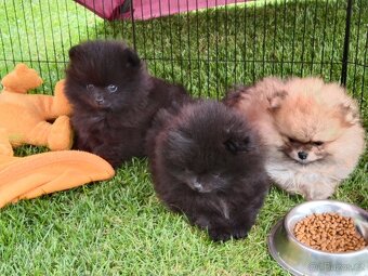 Pomeranian - 3