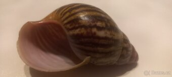 Archachatina marginata saturalis - 3