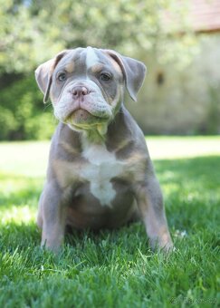 Staroanglický buldok/Old English Bulldog (OEB) - 3