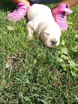 Labradorsky retrievr - 3