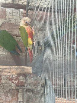 Pyrura zelenolící,rozela - 3