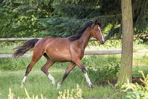 Letos dvouletá klisna po Vatson Sitte - 3