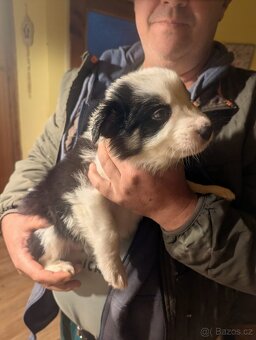 Štěnata Border kolie - 3