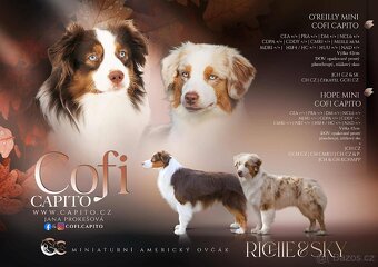 Miniaturní americký ovčák s PP - red merle holčička - 3