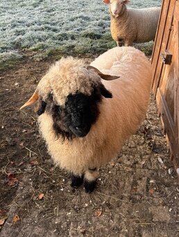 walliserská černonosá ovce - 3