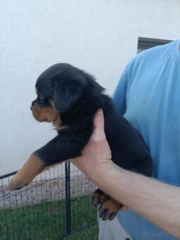 Štěňátka rotvajlera - 3