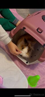 Krásný mini králíček+klec160cm+příslušeny–Vánoční dárek - 3