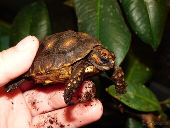 Želva uhlířská (Chelonoidis carbonaria) - 3