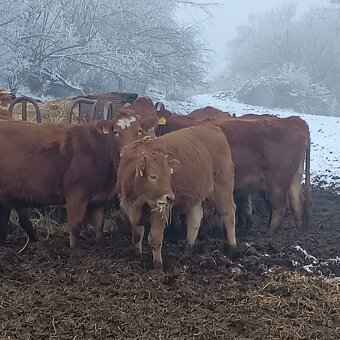 jalovice limusín - 3