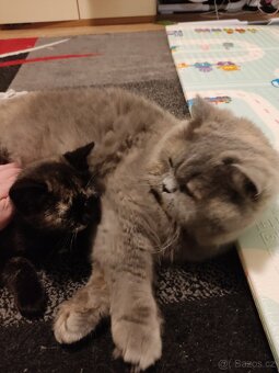 Polu britská kočička - 3