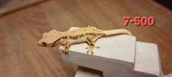 Pagekon řasnatý - 3