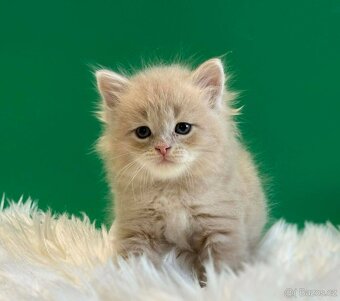 Sibiřská kočka s PP, kocourek - 3