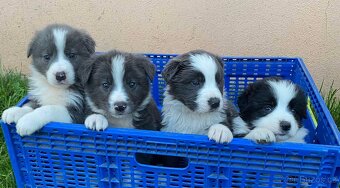 Border kolie - 3