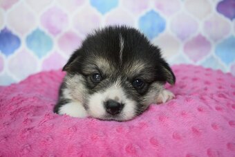 Welsh Corgi Pembroke s PP - 3