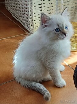 Ragdoll bez pp - 3