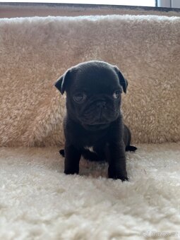 Mops bez PP - 3