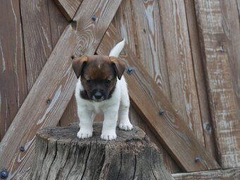 Jack russel terier s PP - 3