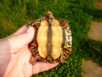 Želva kouzelná (Rhinoclemys pulcherima manni) - 3