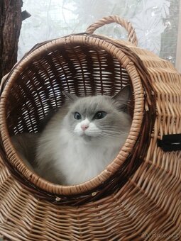 Ragdoll - 3