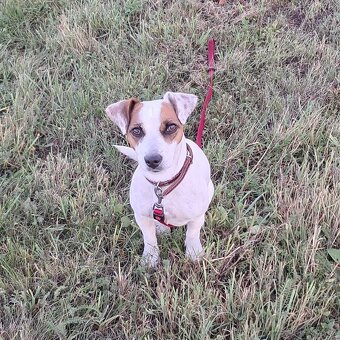 Hledáme ženicha Jack Russell teriéra - 3