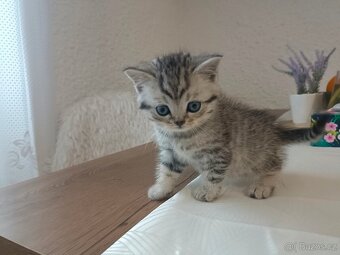 Koťátka Skotská klapouchá - 3