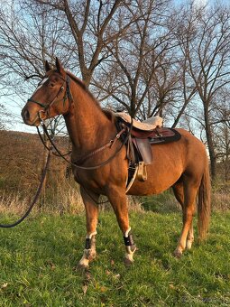 Valach QH x Chladas - 3