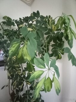 Šeflera - pokojová rostlina - 3