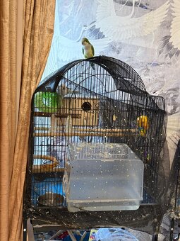 Prodám pár mnišek šedých - 3