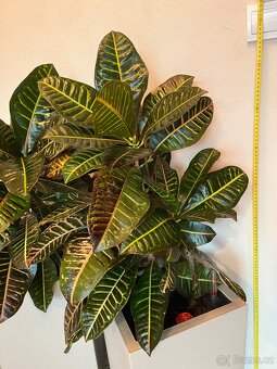 Dva vzrostlé krotony v samozavlažovacích květináčích Lechuza - 3