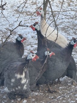 Na prodej perličky - 3