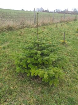 Vánoční stromky - jedle kavkazská - Nordmann - 3