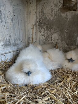 Hedvábnička zdrobnělá - 3