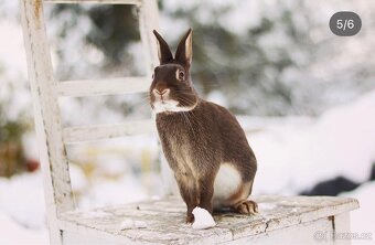 Zakrslý zaječí - 3