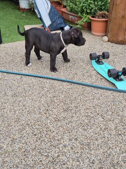 American bully XL - 3