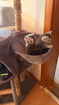 🐾 Prodám britská koťátka 🐾 - 3