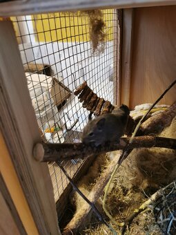 Osmak degu - 3