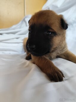 Belgický ovčák Malinois s PP - 3