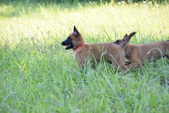 Belgický ovčák Malinois s PP - 3