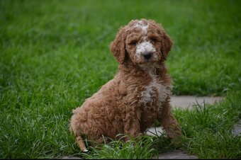Goldendoodle F1b - 3