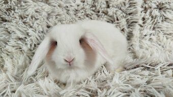 Zakrslý beránek, králíček, králík - TIMIÁN - 3