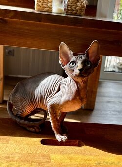 Kanadský Sphynx - 3