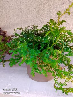 Voděnka, Fíkus pumila, vraneček - popínavé - 3