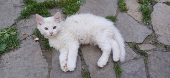 Hledáme novou rodinu pro šikovné dětmi vymazlené kotě. - 3
