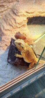 Terarium pro agamu 160x60x60 - 3