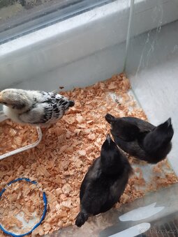Kuřata Ayam Camam - 3