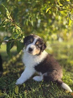 Australský ovčák Tricolor (dlouhý ocas) PP FCI - 3