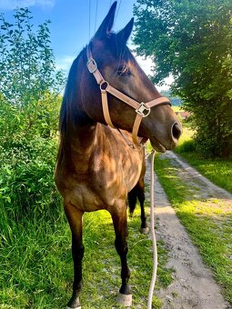 Klisna moravský teplokrevník - 3