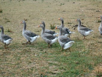 Prodám letošní landeské husy - 3