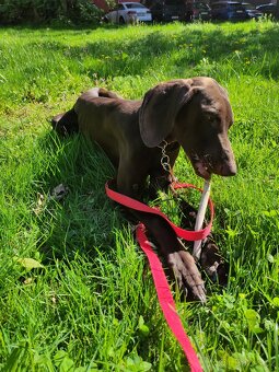 Německý ohař, fenka s PP - 3